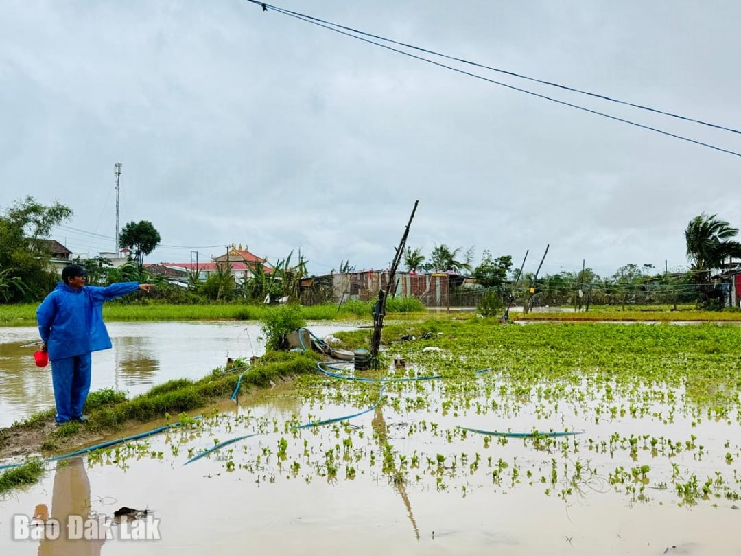 Làng rau, làng hoa Ngọc Lãng – Ngọc Phước 2 mất trắng sau trận lũ lịch sử