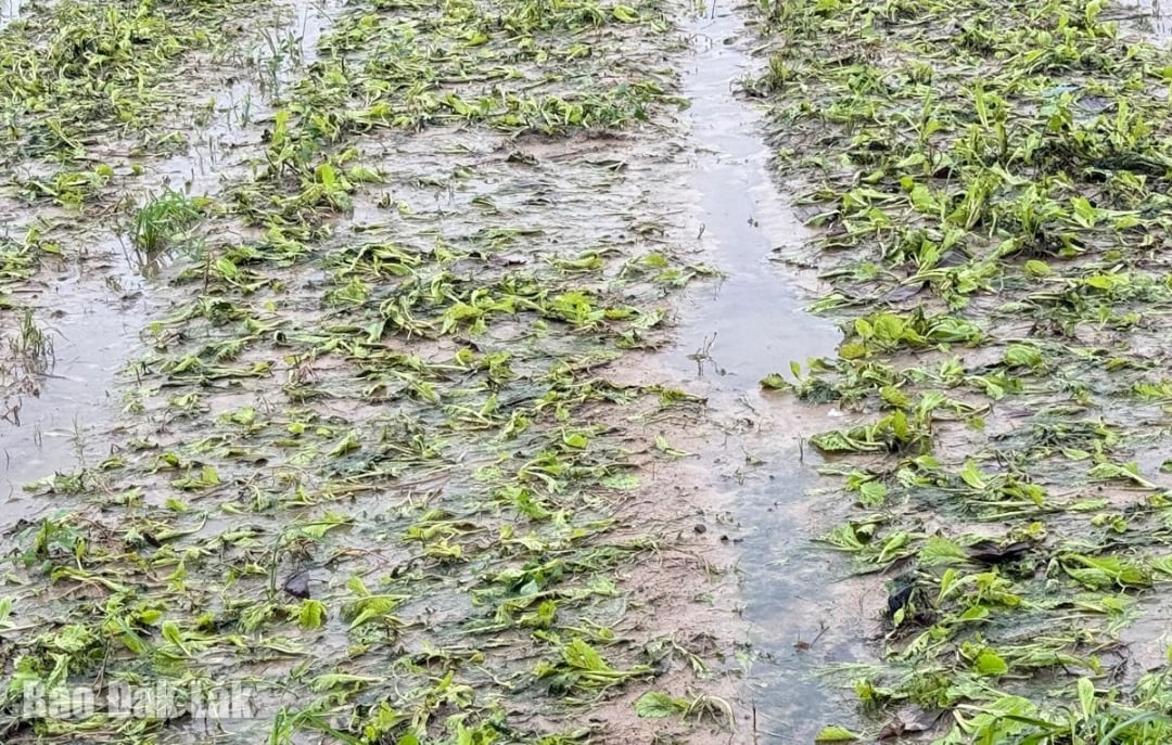 Câmpurile de legume suficient de vechi pentru a fi recoltate au fost inundate și pierdute.