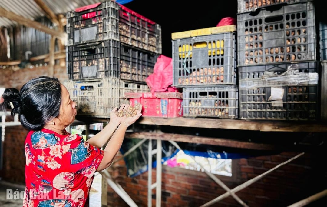 Mai multe coșuri cu bulbi ai doamnei Luong Thi Thu Nhi erau înmuiați în apă și crăpați, incapabili să înflorească la timp pentru sezonul florilor de Tet.