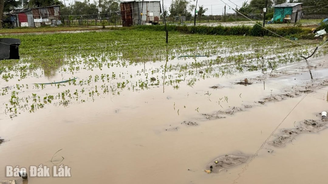În prezent, multe zone cu legume tinere sunt încă inundate, iar oamenii din zonele inundate continuă să ducă lipsă de legume verzi.