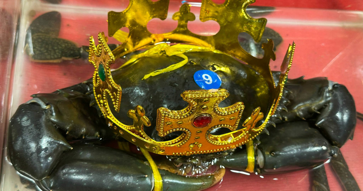 Tìm được 'vua cua' để xác lập kỷ lục cua lớn nhất Việt Nam