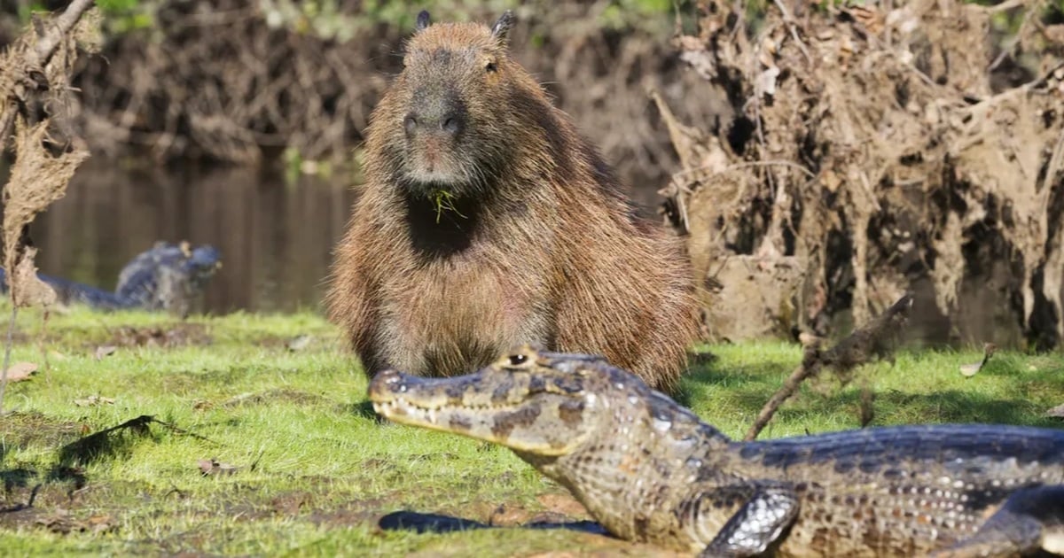 Vì sao capybara ung dung nằm cạnh cá sấu mà vẫn an toàn?