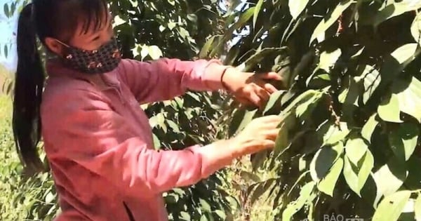 Giá tiêu hôm nay 23/11/2025: Tăng thêm 500 đồng/kg