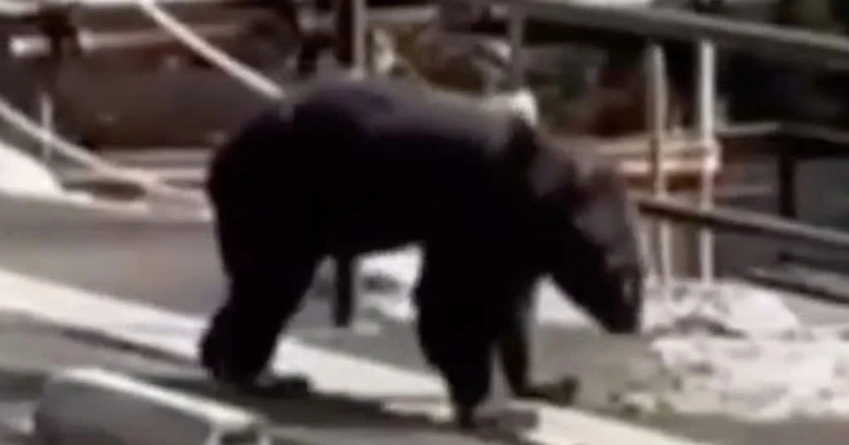 Gấu tấn công ngay trong quán mì, đầu bếp chống trả rồi… làm tiếp