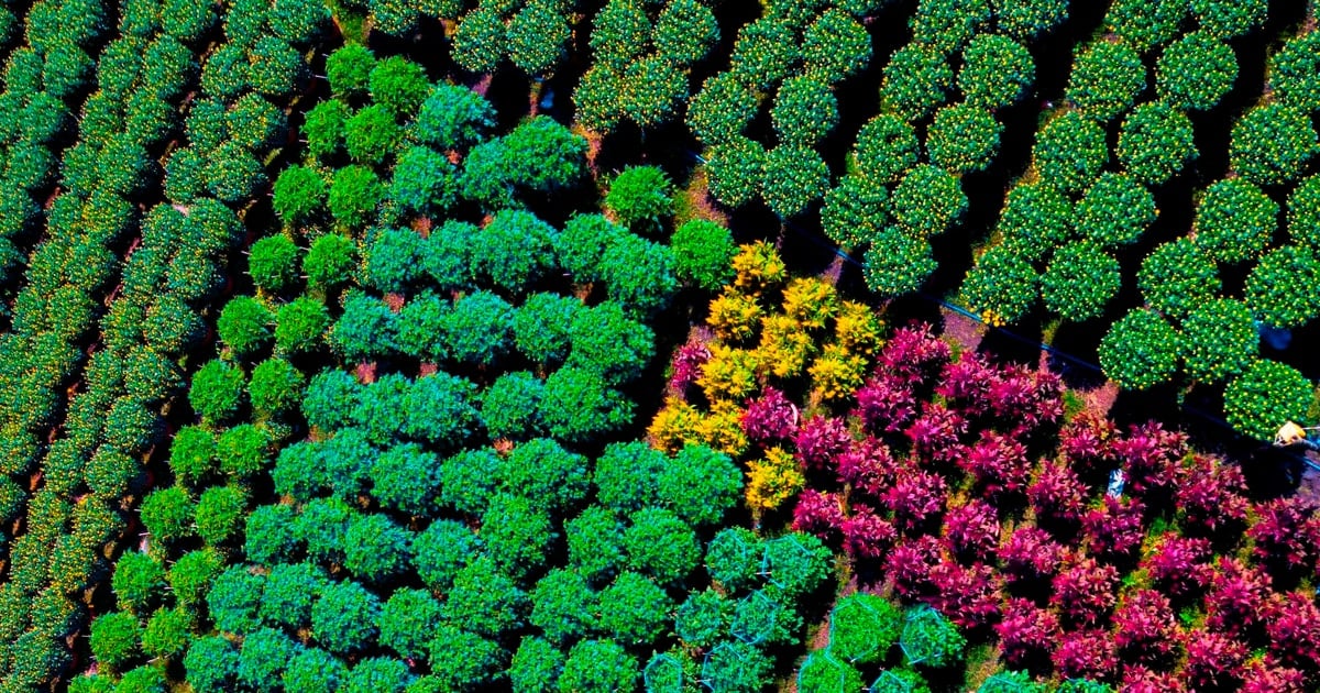 Chuẩn bị cho mùa hoa cúc Tết