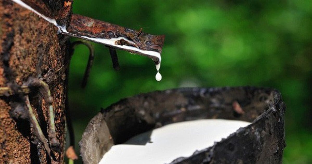 Giá cao su ngày 23/11: Sàn Tocom lập đỉnh mới tuần