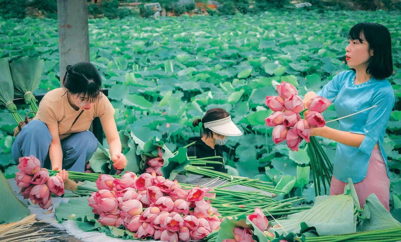 Жителі землі Тханг Лонг пишалися лотосом Бах Діеп у Тай Хо з його великими квітами та незрівнянним ароматом. (Фото: Вуонг Лок)