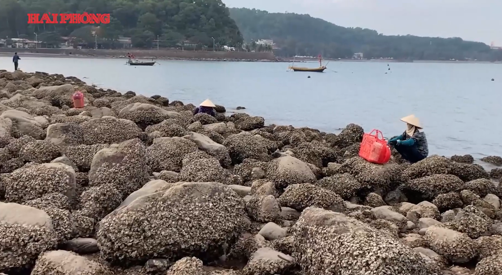 Độc đáo nghề gõ hà biển ở Đồ Sơn