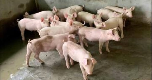 Giá heo hơi hôm nay 23/11/2025: Neo ở mức cao