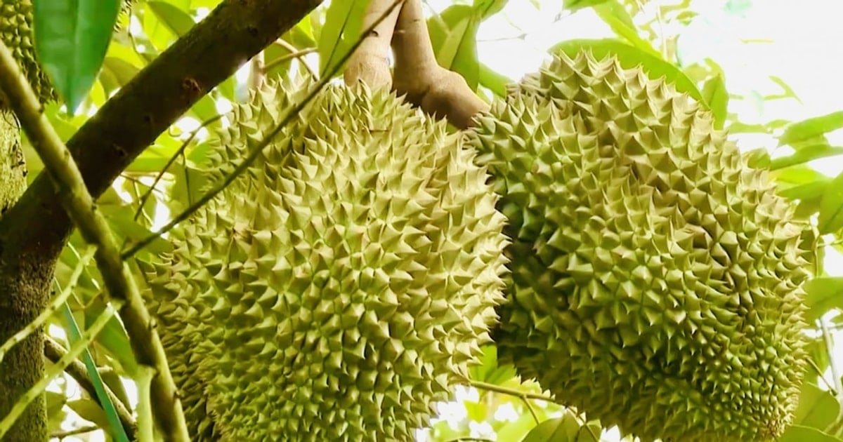 Giá sầu riêng 23/11: Sầu Thái giữ giá cao 115.000 đồng/kg