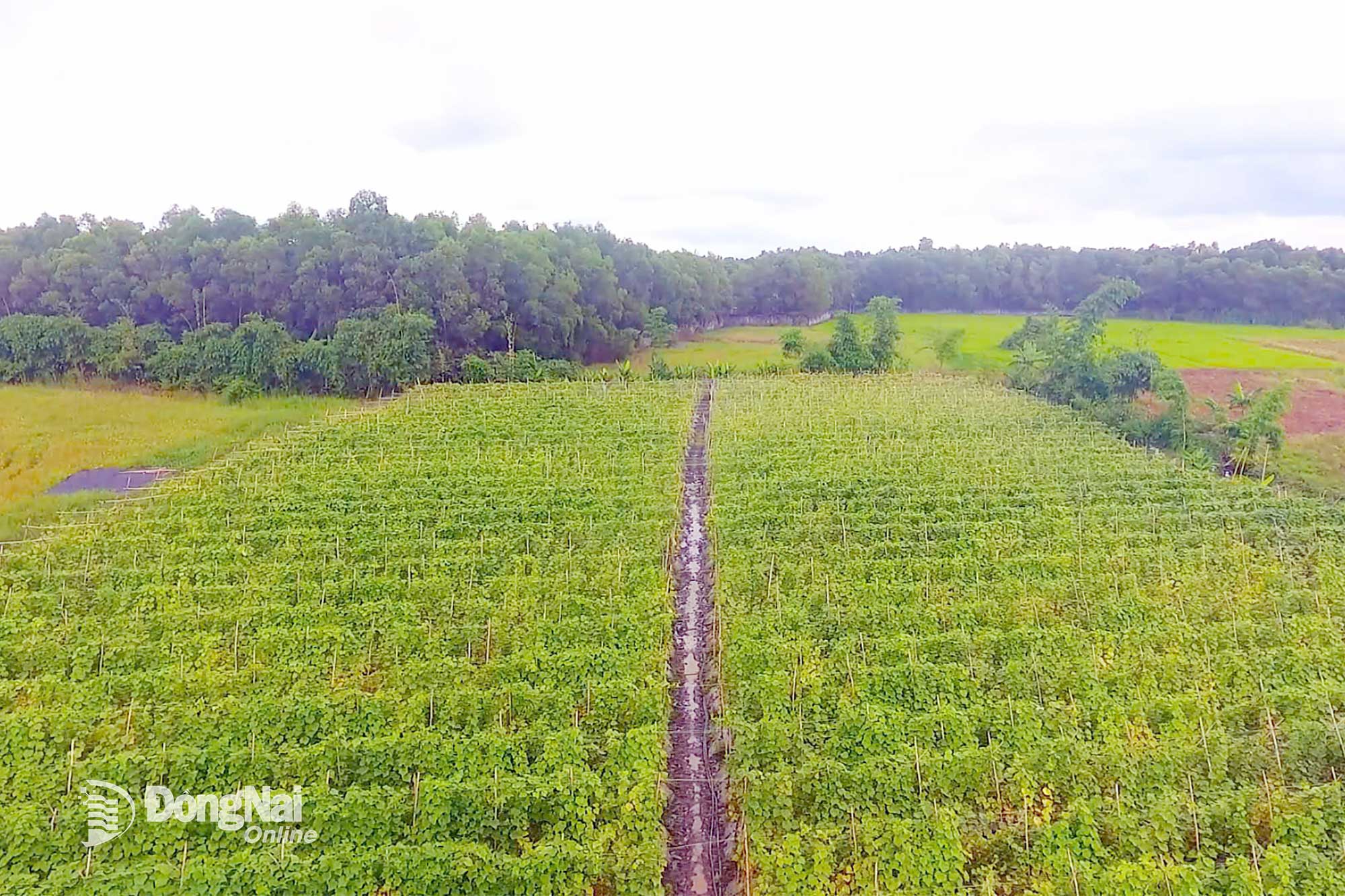 Xã Xuân Lộc thúc đẩy nông nghiệp sạch, mở hướng đi bền vững cho nông dân