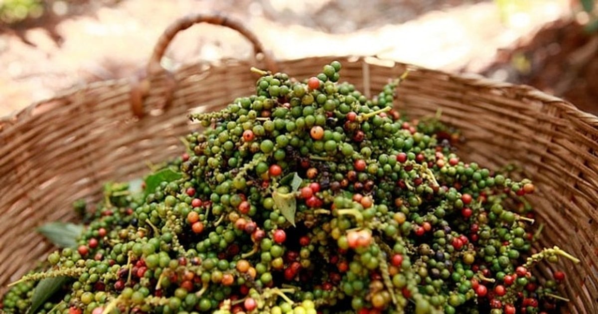 Giá tiêu hôm nay 23/11: Tăng 500 đồng, cao nhất 148.000 đồng/kg