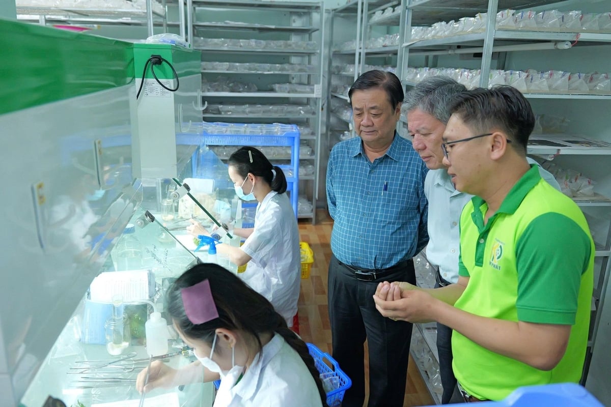 ທ່ານຮອງປະທານສະພາແຫ່ງຊາດຢ້ຽມຢາມຫ້ອງທົດລອງວັດທະນະທຳເນື້ອເຍື່ອໝາກນັດ MD2. ພາບ: ສະຫະກອນ ກິມພັດ. Phó Chủ tịch Quốc hội tham quan phòng lab cấy mô dứa MD2. Ảnh: HTX Kim Phát.