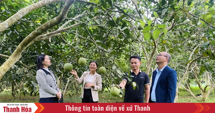 Xây dựng “thương hiệu” cho sản phẩm cây ăn quả