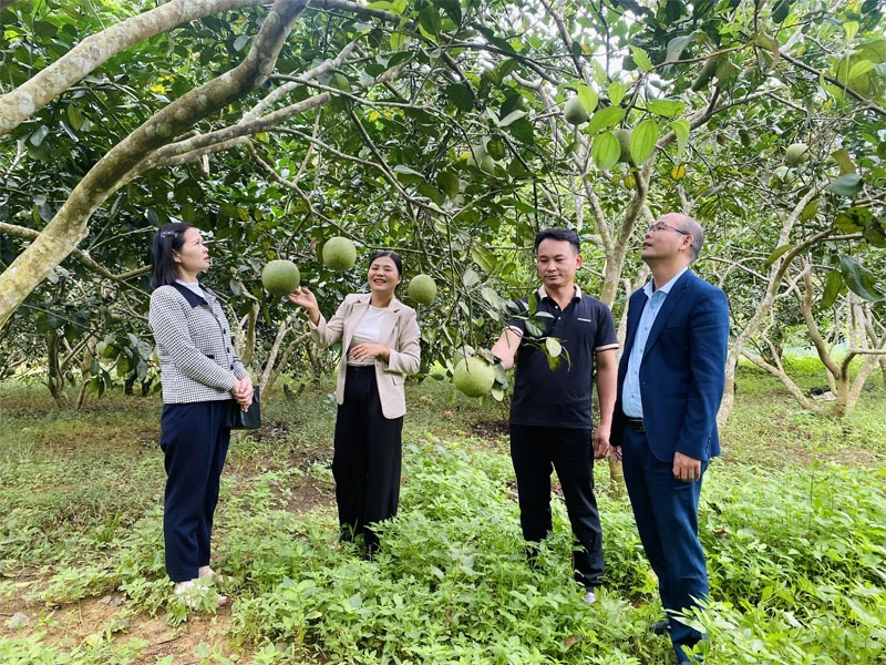 果物製品の「ブランド」構築