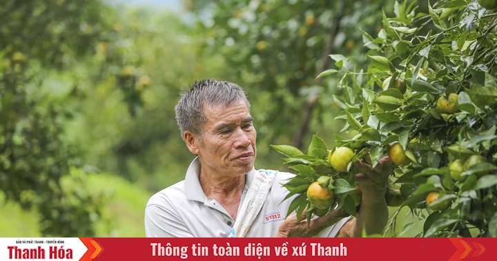 Cam, quýt Pù Luông, cây thoát nghèo của người vùng cao