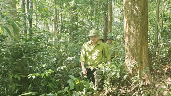 Kiểm lâm Quảng Trị ‘bảo vệ rừng tận gốc’