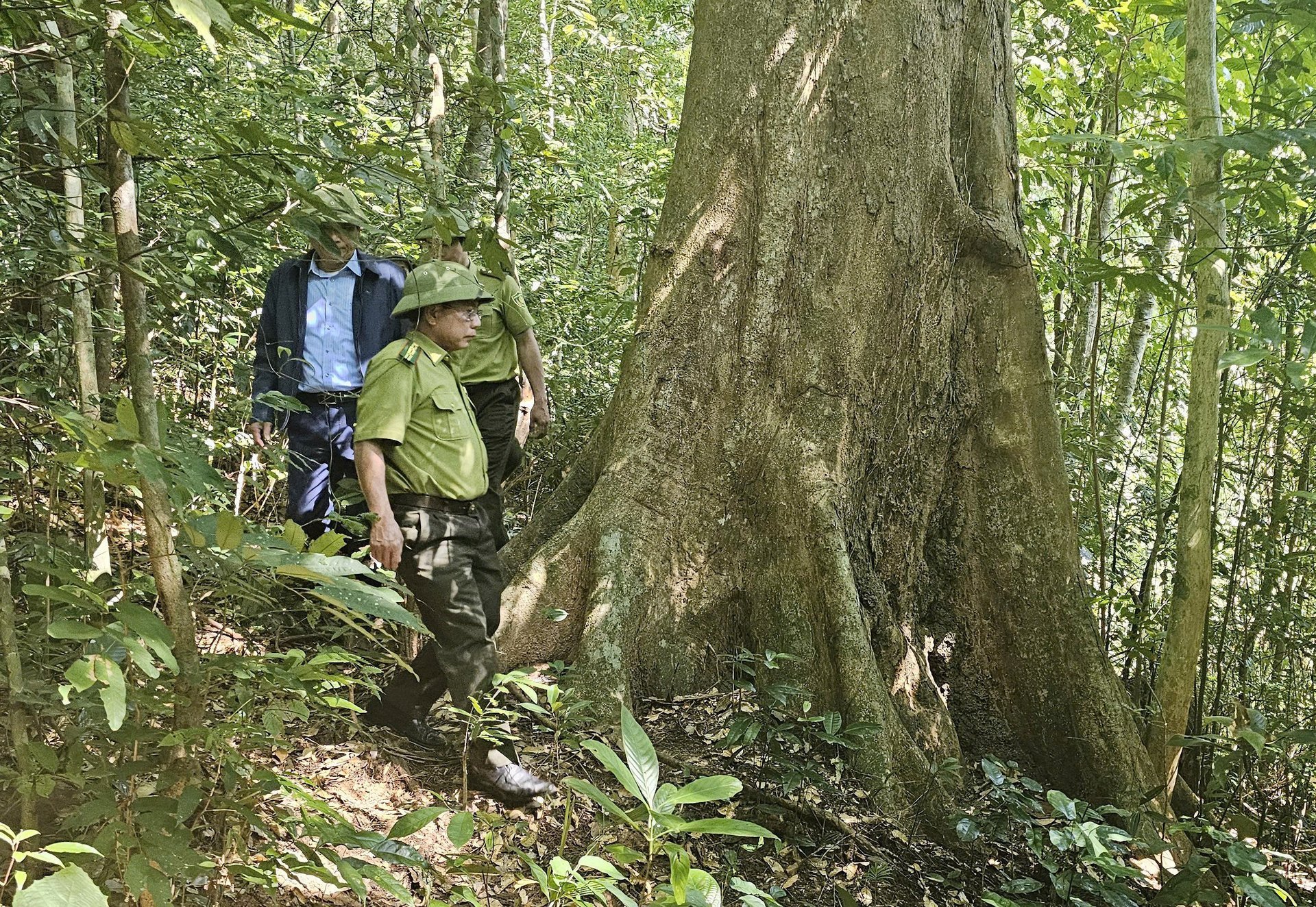 광찌 산림 경비대가 '뿌리로부터 숲을 보호'하기 위해 순찰하는 모습. 사진: T. Phung. Tuần tra để 'bảo vệ rừng tận gốc' của lực lượng kiểm lâm Quảng Trị. Ảnh: T. Phùng.