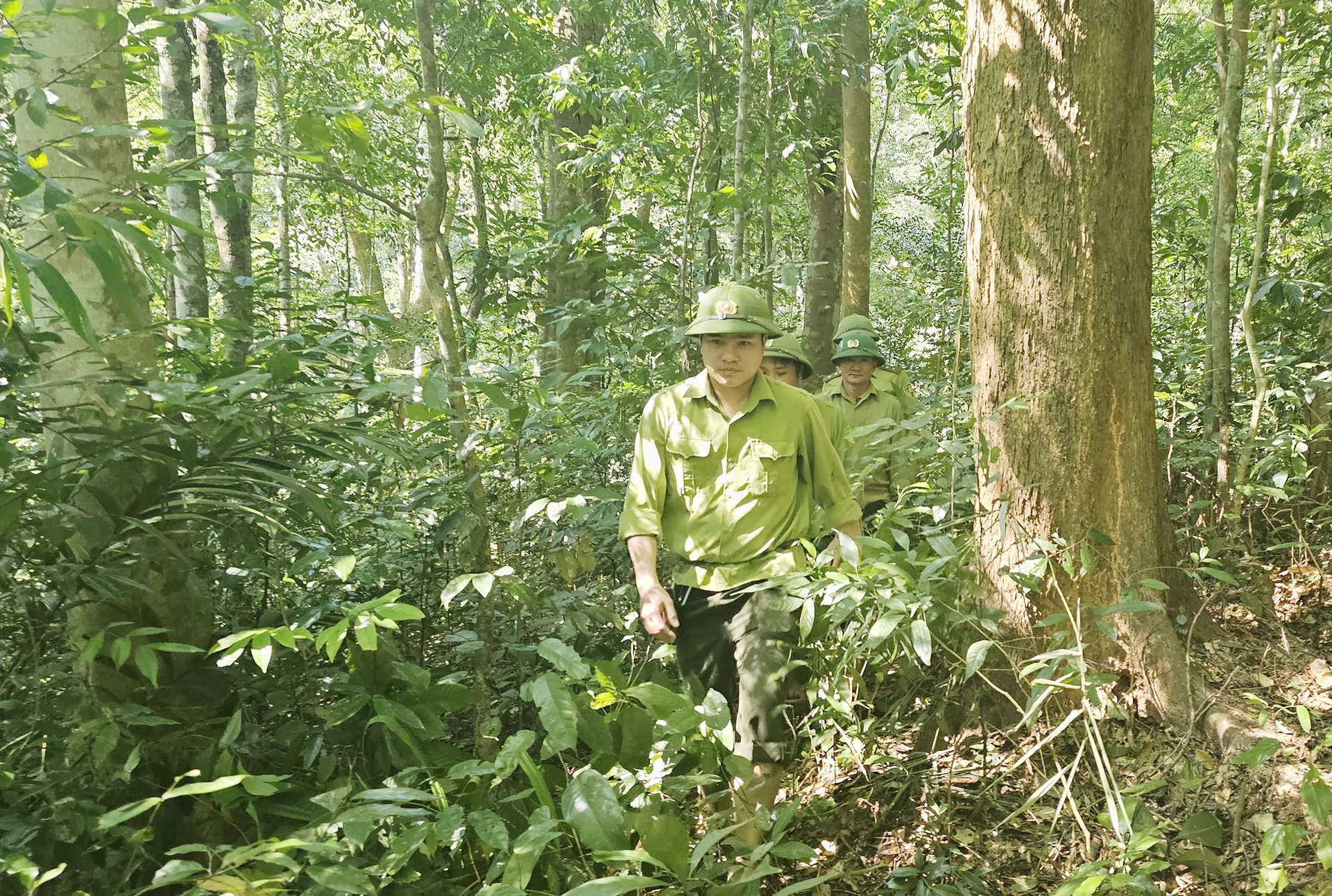 광찌 산림 관리원들은 산림주들과 협력하여 정기적으로 산림을 순찰하고 관리합니다. 사진: T. Phung. Lực lượng kiểm lâm Quảng Trị phối hợp với đơn vị chủ rừng thường xuyên tổ chức tuần tra, kiểm soát rừng. Ảnh: T. Phùng.