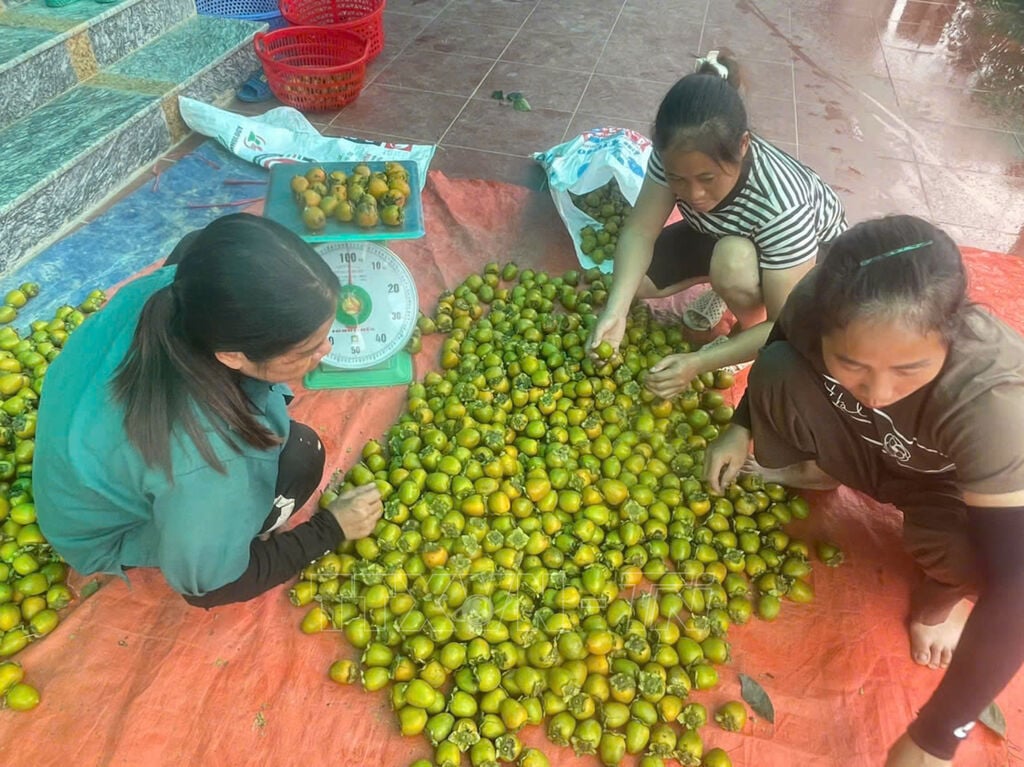 Cây đặc sản trăm năm vươn tầm thương hiệu lớn