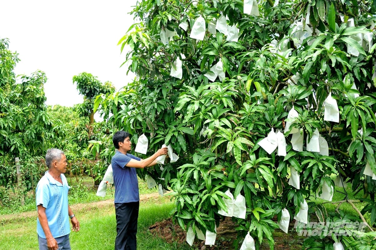 Nông dân bao trái xoài theo quy trình VietGAP nhằm nâng cao chất lượng và đáp ứng yêu cầu xuất khẩu. Ảnh: Lê Hoàng Vũ.