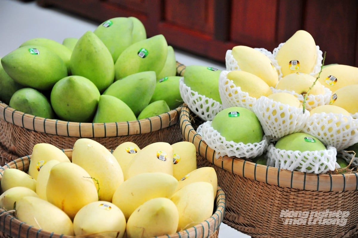 Sản phẩm xoài Đồng Tháp được phân loại, đóng gói và dán tem truy xuất nguồn gốc phục vụ thị trường trong và ngoài nước. Ảnh: Lê Hoàng Vũ.