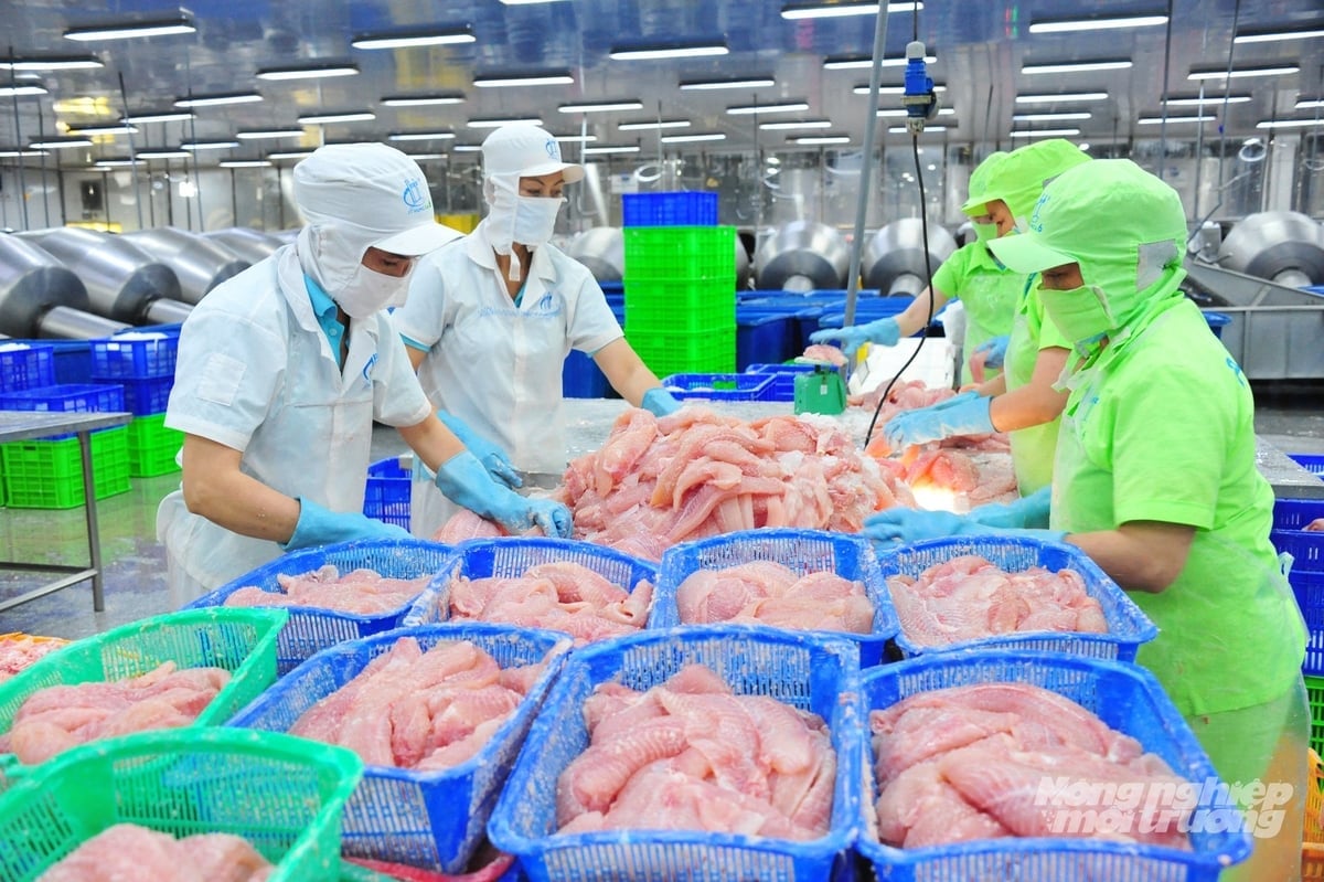 Hiện nay Đồng Tháp có diện tích nuôi và xuất khẩu cá tra lớn nhất ĐBSCL. Ảnh: Lê Hoàng Vũ.