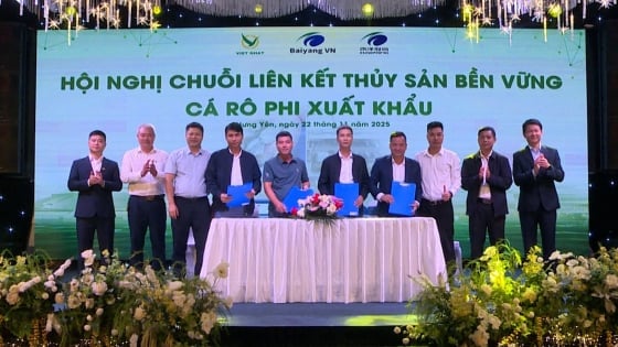 Giải pháp liên kết giúp cá rô phi chinh phục thị trường thế giới