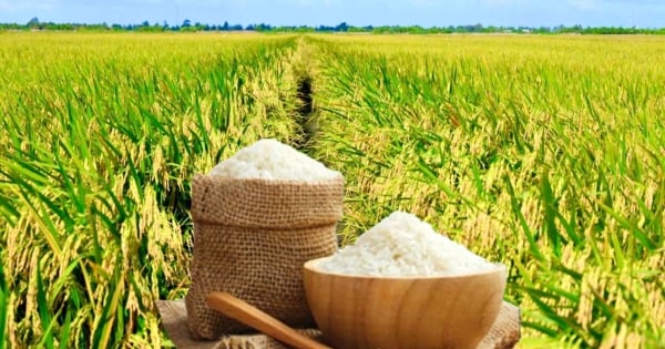 Giá lúa gạo hôm nay ngày 23/11 và tuần qua: Gạo xuất khẩu giảm mạnh