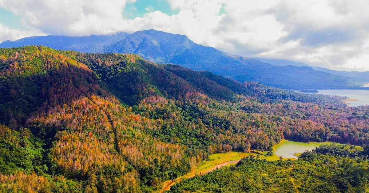 Rừng phong hương vào mùa thay lá