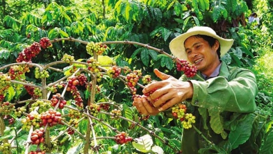 Giá cà phê hôm nay 23/11/2025: Tuần này tăng mạnh gần 3.000 đồng