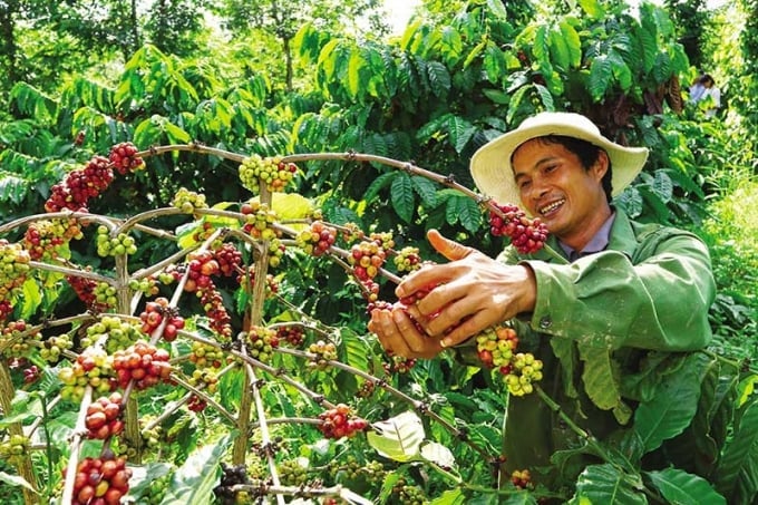 Giá cà phê hôm nay 23/11/2025 ở trong nước và thế giới mới nhất. Ảnh minh họa