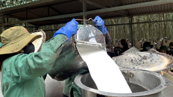 Giá cao su hôm nay 23/11/2025: Tuần này tăng giảm trái chiều