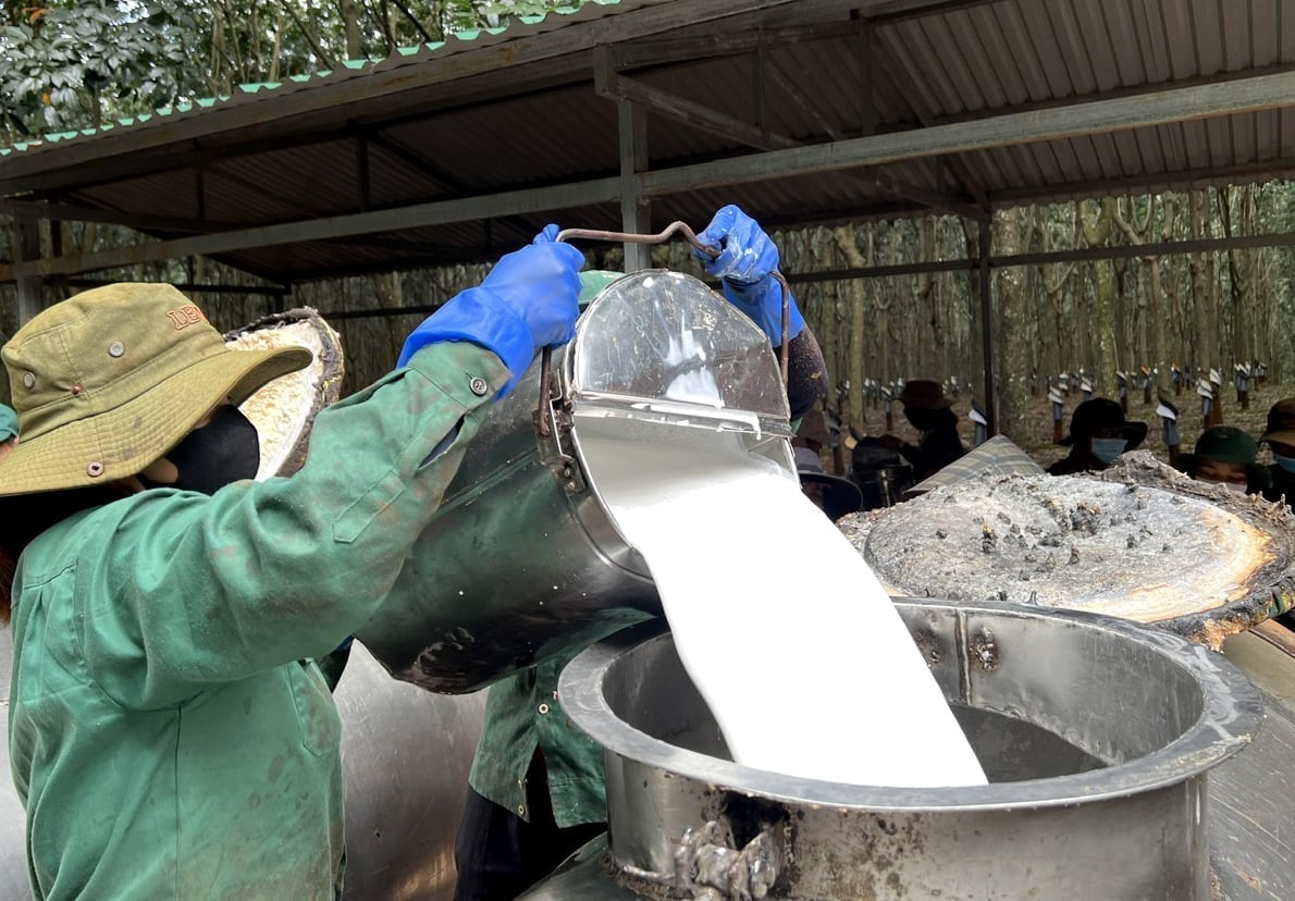 Giá cao su hôm nay 23/11/2025 ở trong nước và thế giới mới nhất. Ảnh minh họa