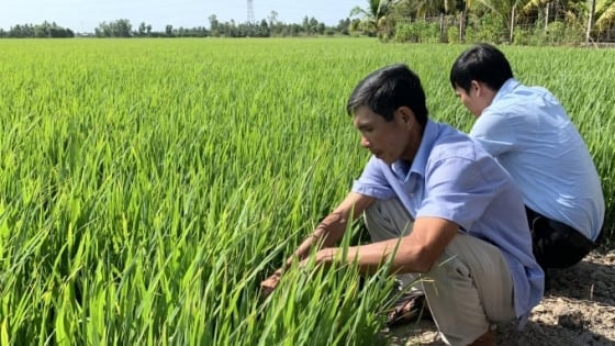 Giá lúa gạo hôm nay 23/11/2025: Trong nước ổn định