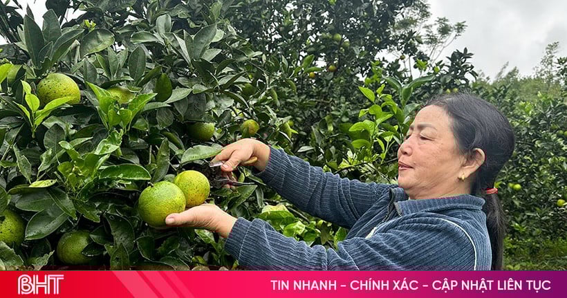 Phát huy hiệu quả các mô hình kinh tế, tạo động lực phát triển bền vững