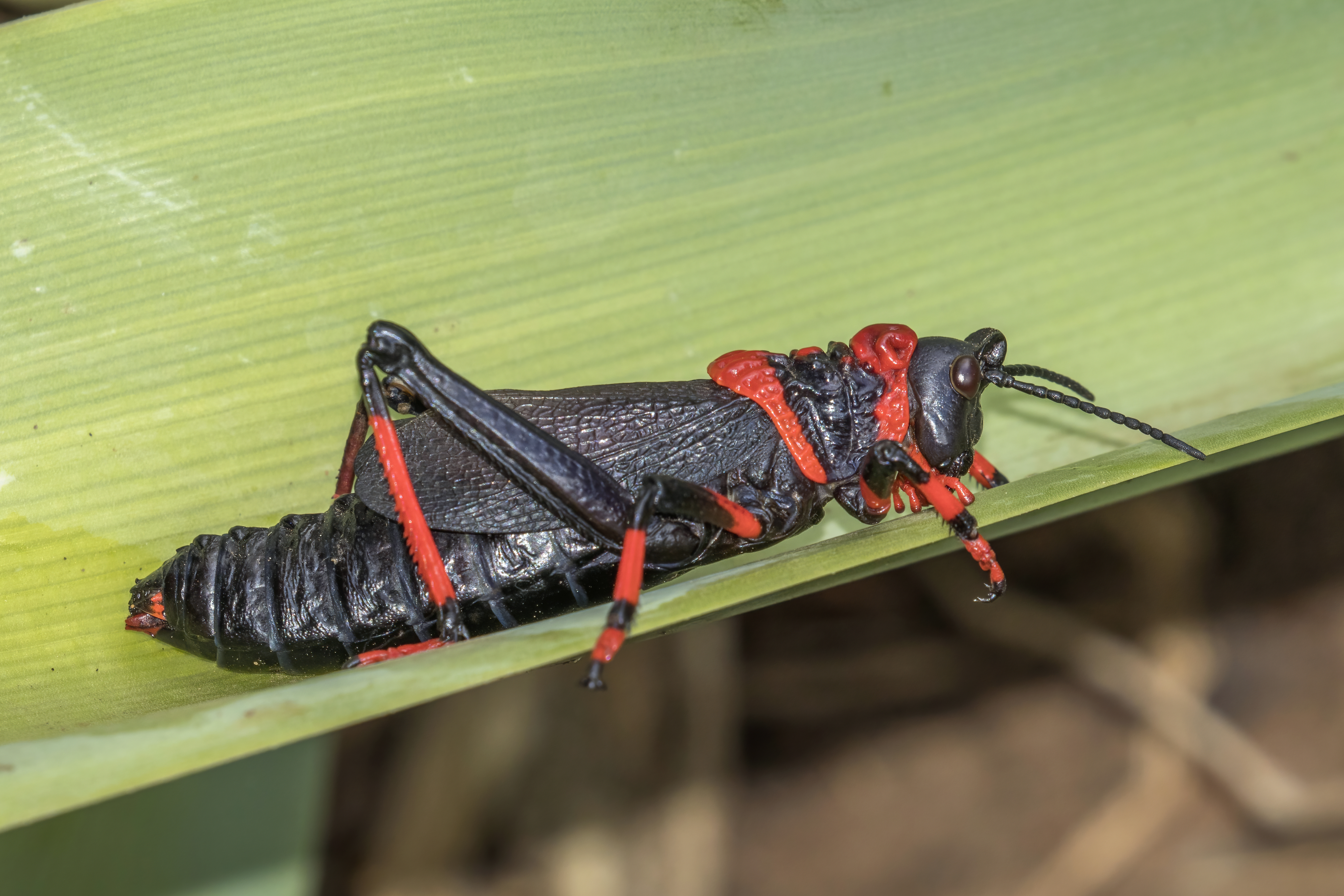 アフリカの生き物は毒素を持ち、奇妙な色彩をしている。