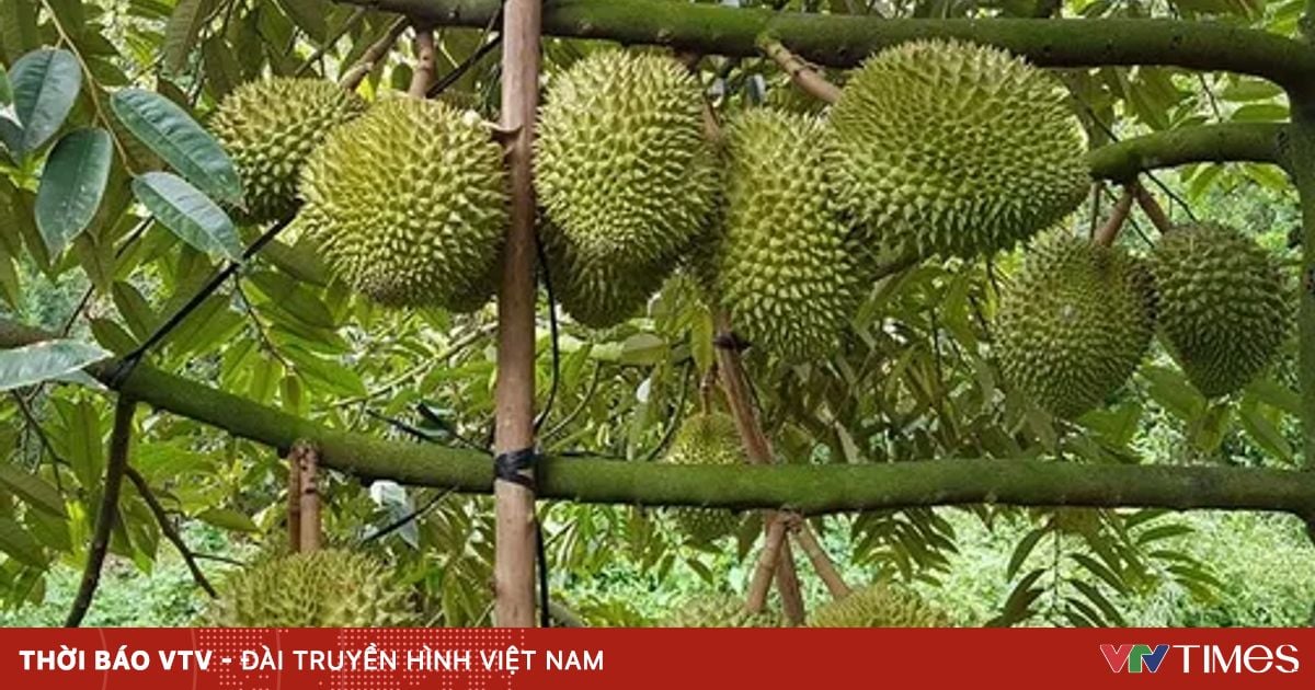 Sầu riêng tiếp tục là mặt hàng xuất khẩu chủ lực