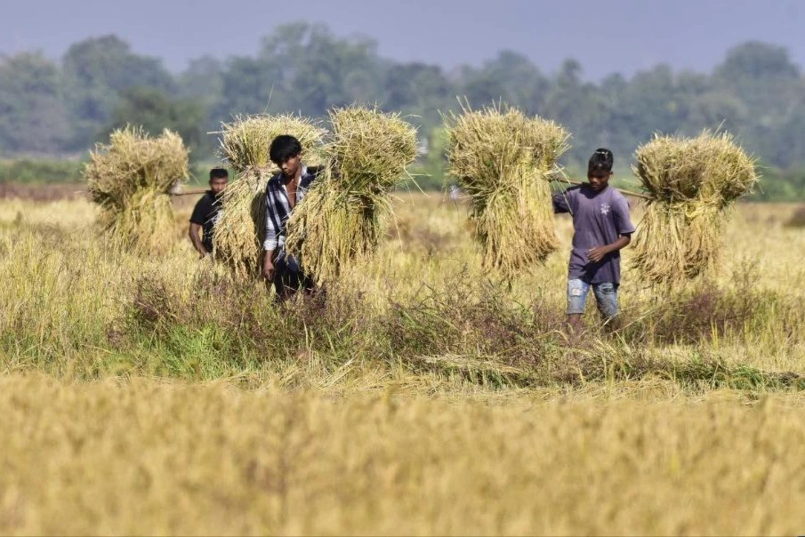 Cảnh người nông dân ở Ấn Độ gặt lúa trên cánh đồng