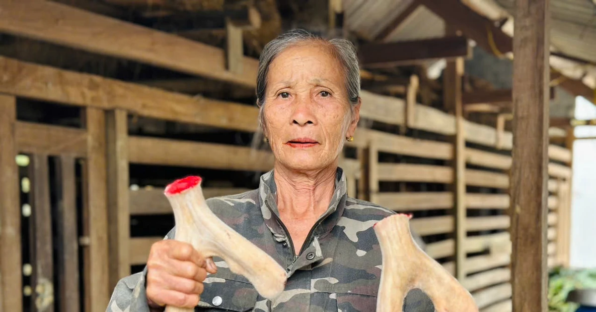 'Chìa khoá thoát nghèo từ nghề nuôi hươu sao Hà Tĩnh