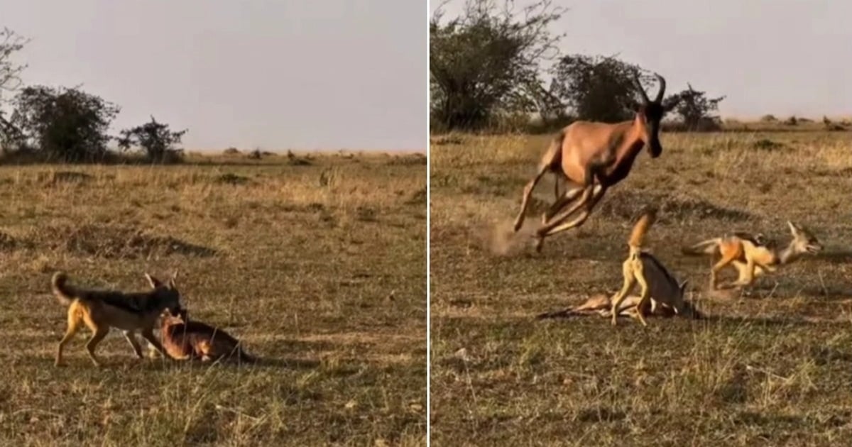 Số phận bi thảm của linh dương non vừa chào đời