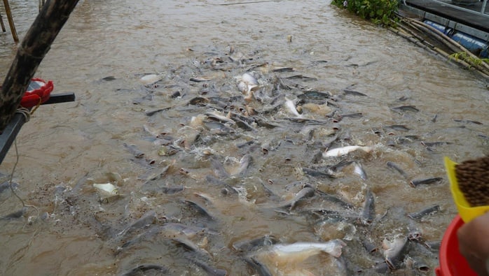 VIDEO: Nhiều người thay phiên 