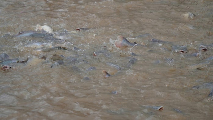 VIDEO: Nhiều người thay phiên 