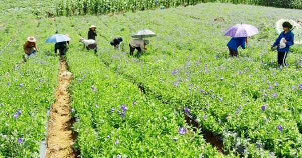 Lào Cai nâng cao vai trò và vị thế y học cổ truyền trong chăm sóc sức khỏe