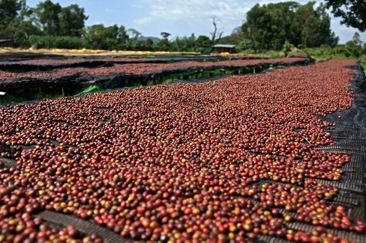 Giá cà phê đảo chiều giảm 1.800-2.200 đồng/kg, hồ tiêu tăng nhẹ