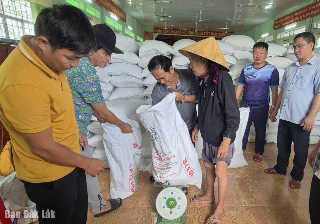 Tuy An Nam phân bổ 80 tấn gạo của Chính phủ hỗ trợ cho dân bị ảnh hưởng mưa lũ