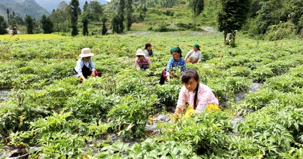 Sơn La thúc đẩy ngành dược liệu, nâng cao thu nhập cho đồng bào dân tộc