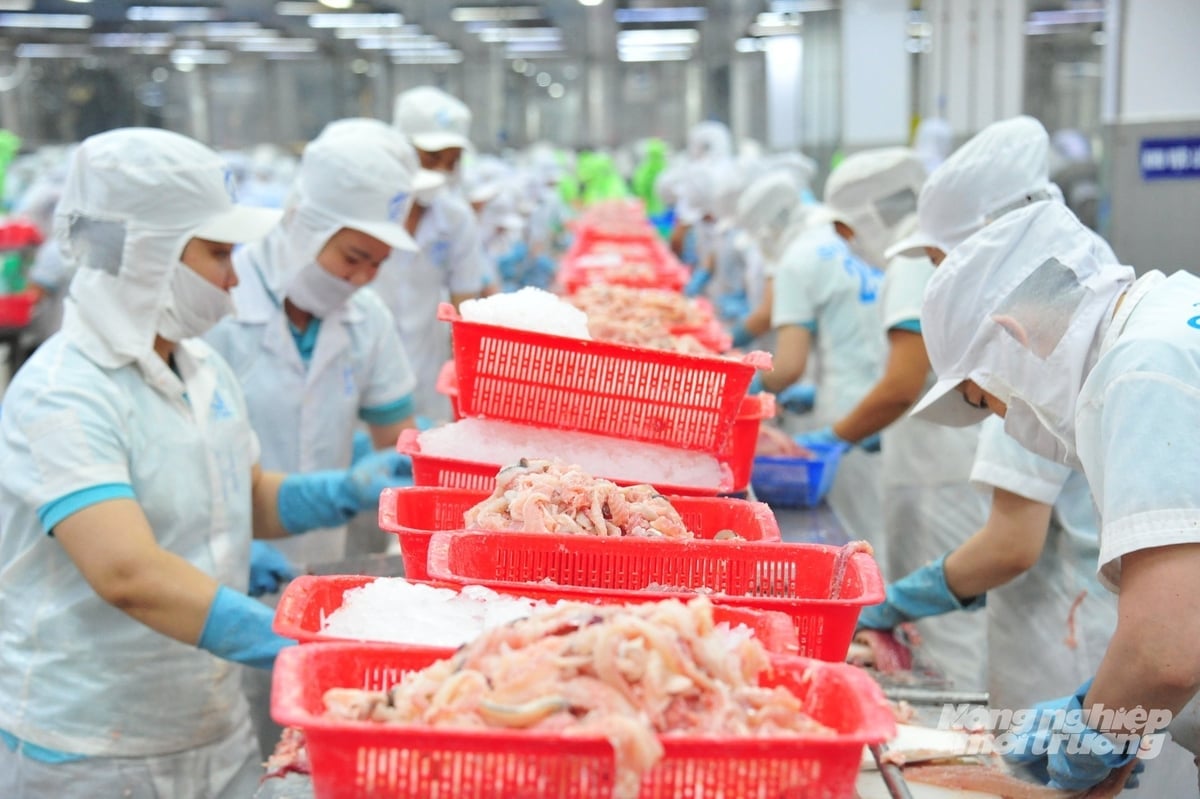 Arbeidere jobber på en sjømatforedlingslinje for eksport i Dong Thap, og bidrar viktig til provinsens industrielle vekst og eksportomsetning. Foto: Le Hoang Vu. Công nhân làm việc trong dây chuyền chế biến thủy sản xuất khẩu tại Đồng Tháp, đóng góp quan trọng vào tăng trưởng công nghiệp và kim ngạch xuất khẩu của tỉnh. Ảnh: Lê Hoàng Vũ.