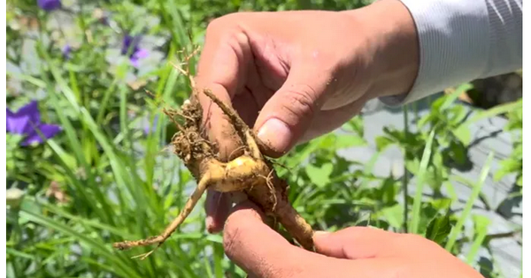 Đời sống bà con vùng cao được cải thiện nhờ dược liệu