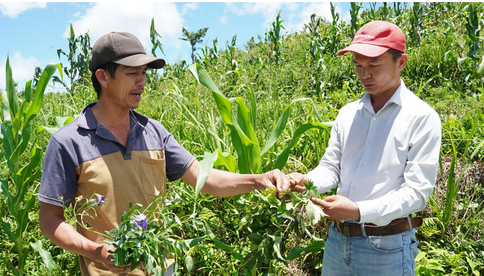 Đời sống bà con vùng cao được cải thiện nhờ dược liệu- Ảnh 1.